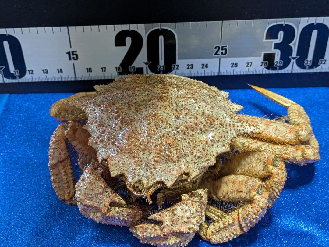 青森県陸奥湾産クリガニトゲクリガニ標本リアル飾り個体剥製（雄蟹）コレクション品